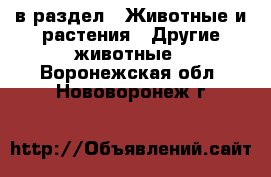  в раздел : Животные и растения » Другие животные . Воронежская обл.,Нововоронеж г.